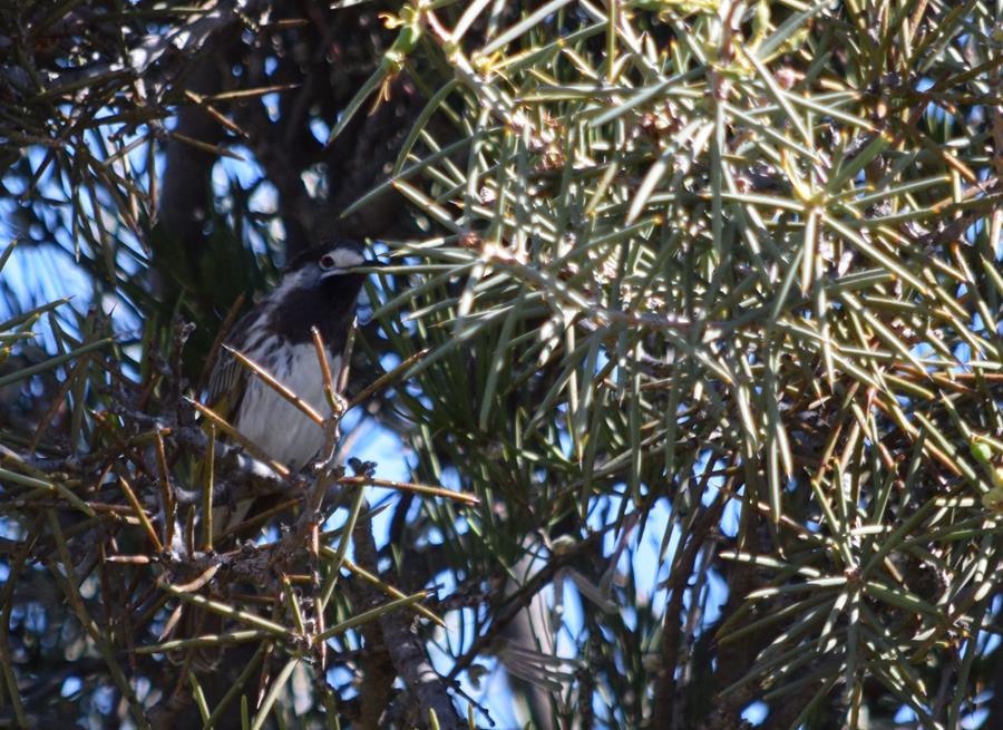 Honeyeater white fronted Sep 2020 01.JPG